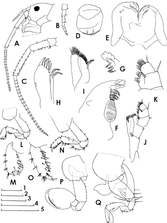 Fig. 6.  Miyamotoia daitoensis sp. nov. Ovigerous female 11.0 mm (holotype), B–I, N, O, Q; male 7.6 mm (para- (para-type, NSMT-Cr 26793), L, M, P; female 9.2 mm (para(para-type, NSMT-Cr 26794), A; male 7.6 mm (para(para-type,  NSMT-Cr 26795), J, K