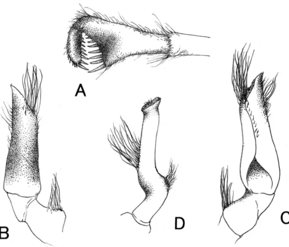 Fig. 4.  Gordonopsis paciﬁca sp. nov., holotype, male (NSMT-Cr 26053; cb 31.0×cl 42.0 mm)