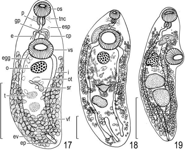 Fig. 17.  Allocreadium sp. of Shimazu (2005), adult (NSMT-Pl 5246) found in intestine of Tribolodon hakonen- hakonen-sis, entire body, ventral view