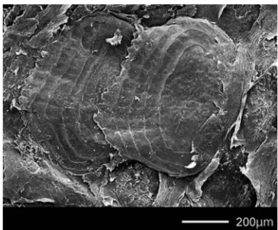 Fig. 2.  SEM image of scales on lateral side of body  (posterior  to  right  pectoral  ﬁn)  of   Ammodytoi-des sp., BSKU 71207.