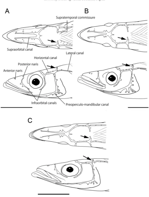 Fig. 3.  Dorsal (above) and lateral (below) views of head of the present specimen and two species of Ammodytoi- Ammodytoi-des