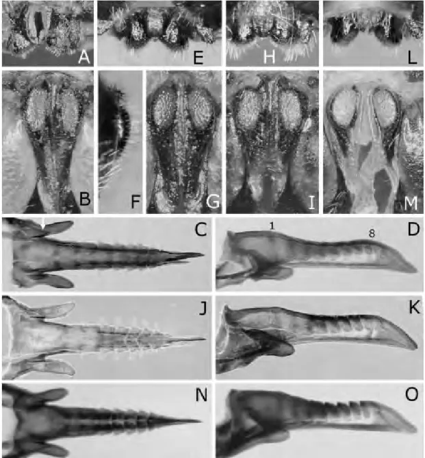 Fig.  7.  Ovipositor sheath (A–B, E–I, L–M) and lance (C–D, J–K, N–O): Gilpinia abieticola (A–G), G