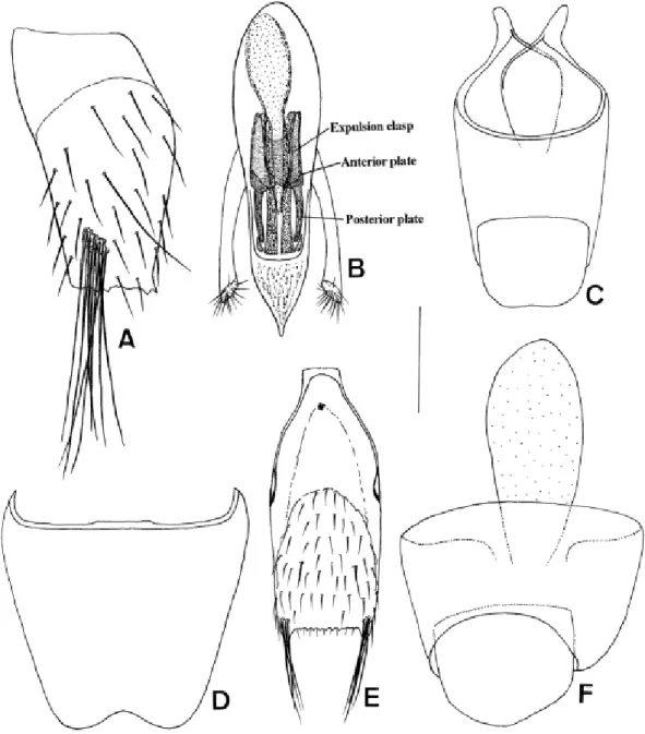 Fig. 1.  Stenus aboblitus sp. nov. (A–C, E–F: Okuyagen; D: Hakken-zan). A, Gonocoxite; B, aedeagus of ventral  view; C, 9th and 10th terga of male; D, 8th venter of male; E, 9th venter of male; F, 9th and 10th terga of  female