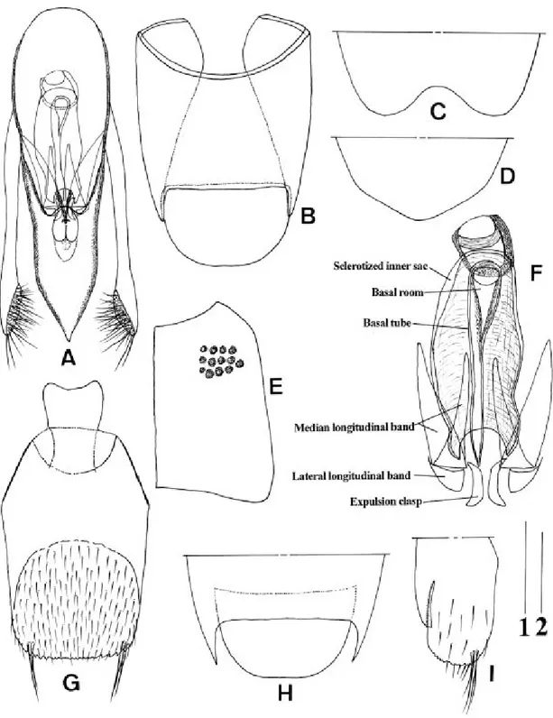 Fig. 2.  Stenus bifoveolatus Gyllenhal, 1827. (A, E–F: Akan; B, D, I: Furuume; C, G–H: Tokachi)