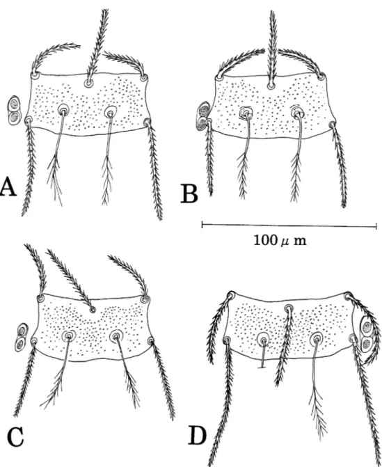 Fig. 2. Scutum of Leptotrombidium spp.  A–C, L. deliense (A, Thailand; B, Malaysia; C, Miyakojima Island in  Japan); D, L