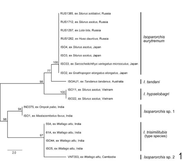Table  2.  Number of nucleotide differences observed in the ITS2 rDNA dataset between the species of Isoparor- Isoparor-chis examined.