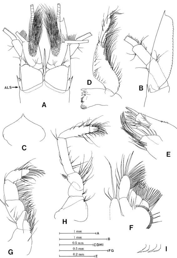 Fig. 1. Paramlyops macrops sp. nov., A–H, holotype, I, one of juvenile paratype (damaged)