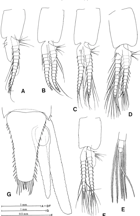 Fig. 3. Paramlyops macrops sp. nov., holotype. A, first pleopod (left); B, second pleopod (left); C, third pleopod (left); D, fourth pleopod (left); E, distal part of endopod of fourth pleopod (left); F, fifth pleopod (left); G, uropod (right) and telson.
