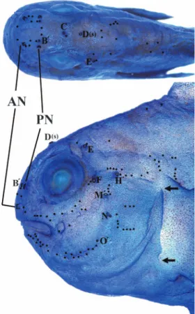 Fig. 1. The cephalic sensory system of Gobiodon win- win-terbottomi, KPM-NI 5887, holotype, 32.9 mm SL
