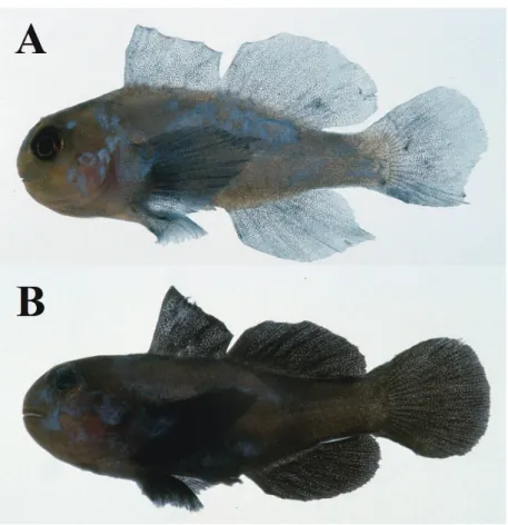Fig. 3.  Gobiodon winterbottomi, fresh specimens of paratypes, Funauki inlet, Iriomote-jima Island, Yaeyama Islands,  the Ryukyu Islands, Japan