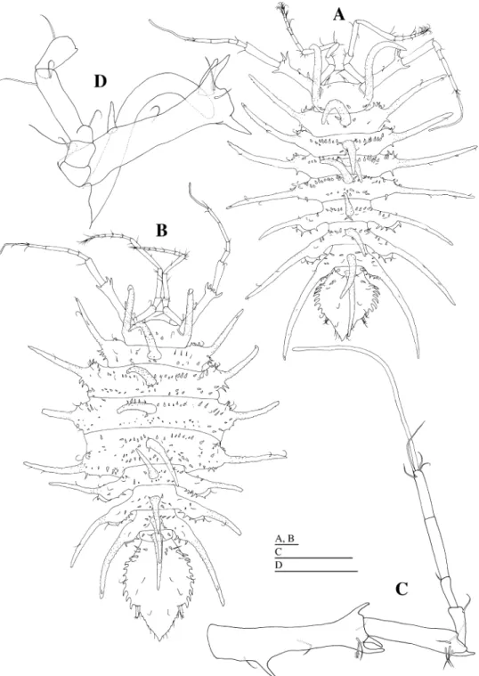Fig. 6. Notoxenoides setosa sp. nov. A, C, D, holotype, male (KMNH IvR 500,308); B, allotype, female (KMNH IvR 500,322)