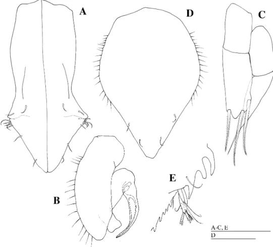 Fig. 8. Notoxenoides setosa sp. nov. A–C, E, holotype, male (KMNH IvR 500,308); D, allotype, female (KMNH IvR 500,322)