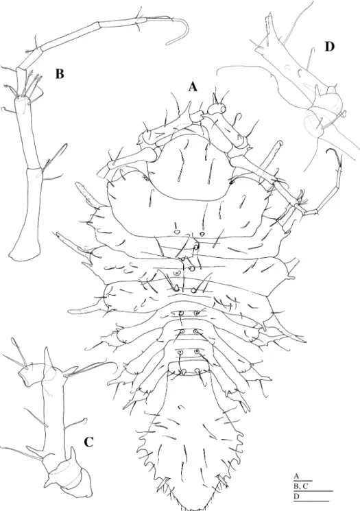 Fig. 9. Austrogonium japonicum sp. nov. Holotype, female (KMNH IvR 500,350). A, habitus, dorsal view; B, right antennula, ventral view; C, right antenna, ventral view; D, left part of head, antennula and antenna,  ven-tral view