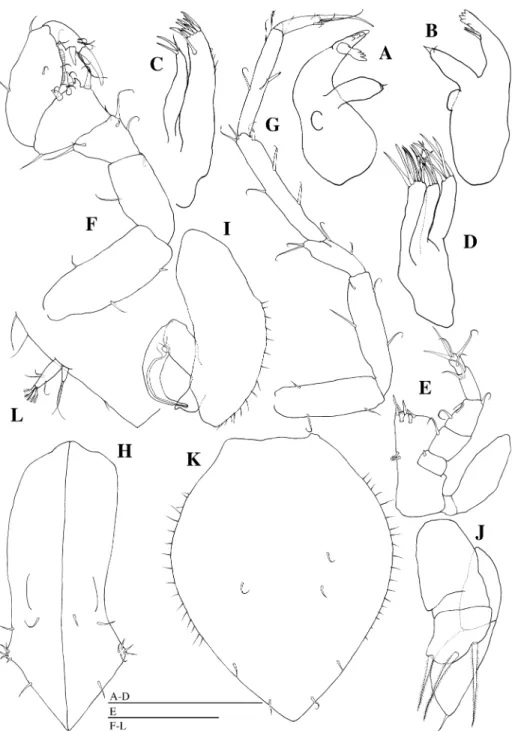 Fig. 3. Pleurogonium tanseimaruae sp. nov. A–J, L, holotype, male (KMNH IvR 500,287); K, allotype, female (KMNH IvR 500,288)