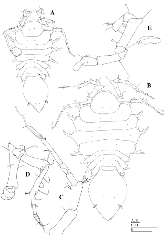 Fig. 4. Pleurogonium kyushuense sp. nov. A, C–E, holotype, male (KMNH IvR 500,294); B, allotype, female (KMNH IvR 500,295)