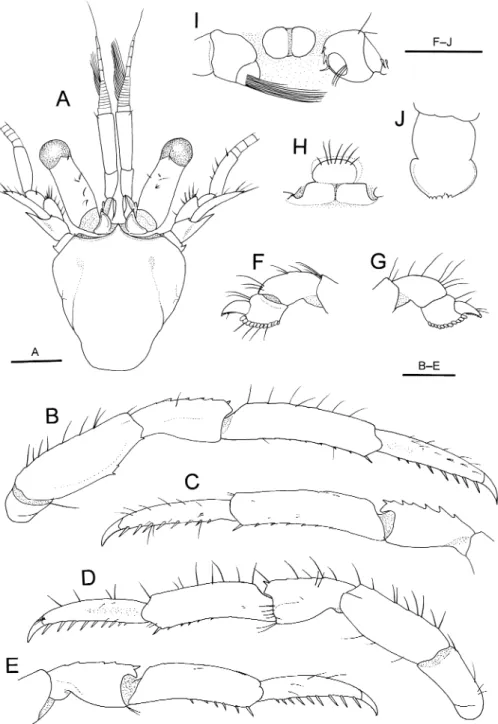 Fig. 5. Pagurixus acanthocarpus sp. nov., holotype, male (SL 1.5 mm), NSMT-Cr 19741. A, shield and cephalic appendages, dorsal view; B, right second pereopod, lateral view; C, dactylus to carpus of right second  pereo-pod, mesial view; D, left third pereop
