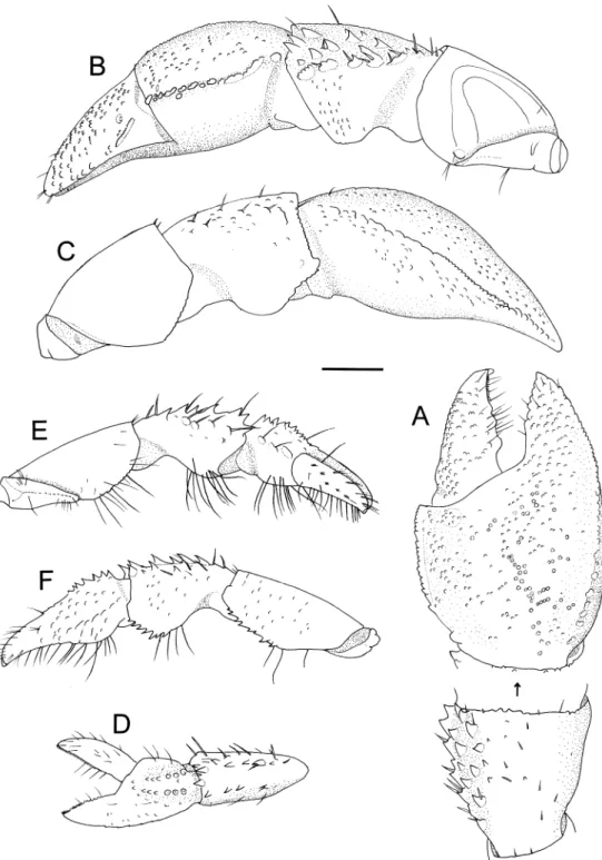 Fig. 6. Pagurixus acanthocarpus sp. nov., holotype, male (SL 1.5 mm), NSMT-Cr 19741. A, chela and carpus of right cheliped, dorsal view; B, right cheliped, mesial view; C, same, lateral view; D, chela and carpus of left cheliped, dorsal view; E, left cheli