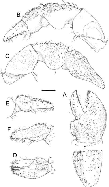 Fig. 7. Pagurixus acanthocarpus sp. nov., paratype, female (SL 1.8 mm), CMNH-ZC 1871. A, chela and carpus of right cheliped, dorsal view; B, right cheliped, mesial view; C, same, lateral view; D, chela of left cheliped, dorsal view; E, same, mesial view; F