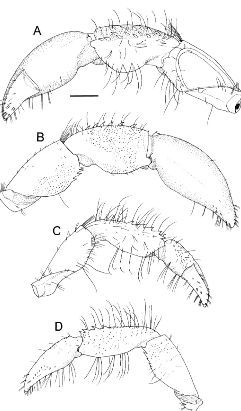 Fig. 2. Pagurixus purpureus sp. nov., holotype, male (SL 3.4 mm), NSMT-Cr 19740. A, right cheliped, mesial view; B, same, lateral view; C, left cheliped, mesial view; D, same, lateral view