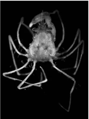 Fig. 1. Halicarcinus ginowan sp. nov. Holotype, male (2.1  1.9 mm), NSMT-Cr 19742, entire animal in dorsal view.