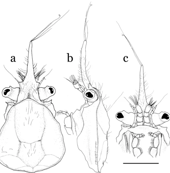 Fig. 2. Halicarcinus ginowan sp. nov. Holotype, male (2.1  1.9 mm), NSMT-Cr 19742. a, cephalothorax, dorsal view; b, cephalothorax, lateral view; c, anterior part of cephalothorax, ventral view