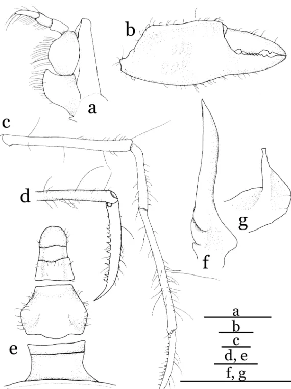 Fig. 3. Halicarcinus ginowan sp. nov. Holotype, male (2.1  1.9 mm), NSMT-Cr 19742. a, left third maxilliped, outer view; b, right chela, outer view; c, right second pereopod, outer view; d, dactylo-propodal articulation of right third pereopod, outer view;