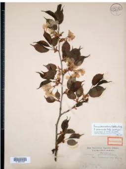 Fig.  7.  Lectotype  of  Prunus jamasakura  Siebold  ex  Koidz.  [unranked]  δ.  verecunda  Koidz