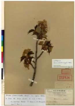 Fig.  8.  Lectotype  of  Prunus jamasakura  Siebold  ex  Koidz.  [unranked]  β.  speciosa  Koidz