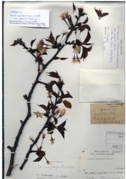 Fig.  12.  Lectotype  of  Prunus  pseudocerasus  Lindl.  var.  β.  borealis  Makino  (T