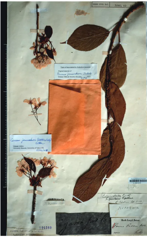 Fig.  1.  Lectotype of Prunus jamasakura Siebold ex Koidz. (Siebold s.n., L0834829).