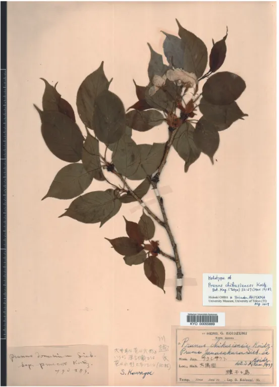 Fig.  4.  Holotype of Prunus chikusiensis Koidz. (S. Kawagoe s.n., KYO00055889).
