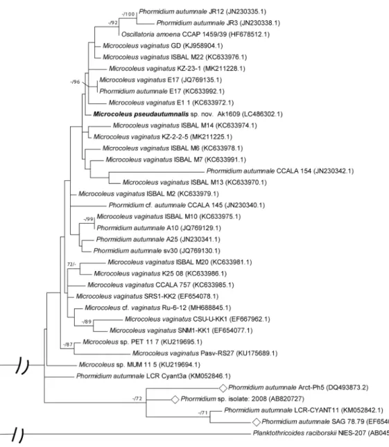 Fig.  11.  Maximum likelihood tree based on 16S rRNA gene sequences. The general time reversible with gamma  distribution and invariable sites model (GTR＋G＋I) was used