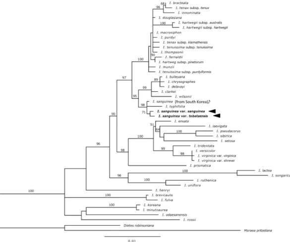 Fig.  15.  A maximum likelihood (ML) tree based on chloroplast DNA sequences of matK and trnL-F regions
