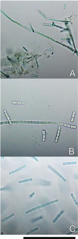 Fig.  1.  Micro-photographs of holotype specimens. 