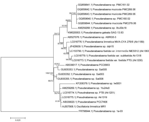 Fig. 2.  Phylogenetic position of strains PTG, Ak1318, NIES-512 and related strains determined by Maximum  Likelihood (ML) method using 16S rRNA gene