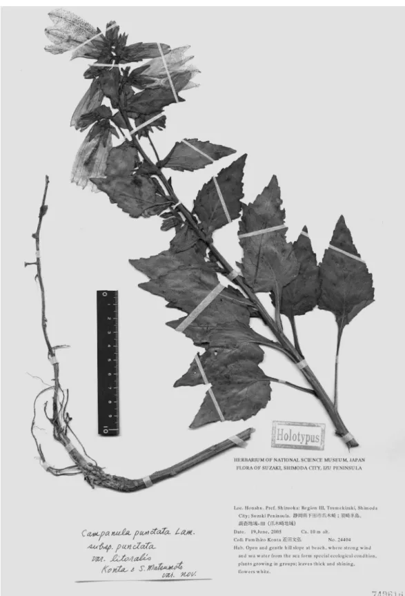 Fig. 5. Holotype of Campanula puctata subsp. punctata var. litoralis.