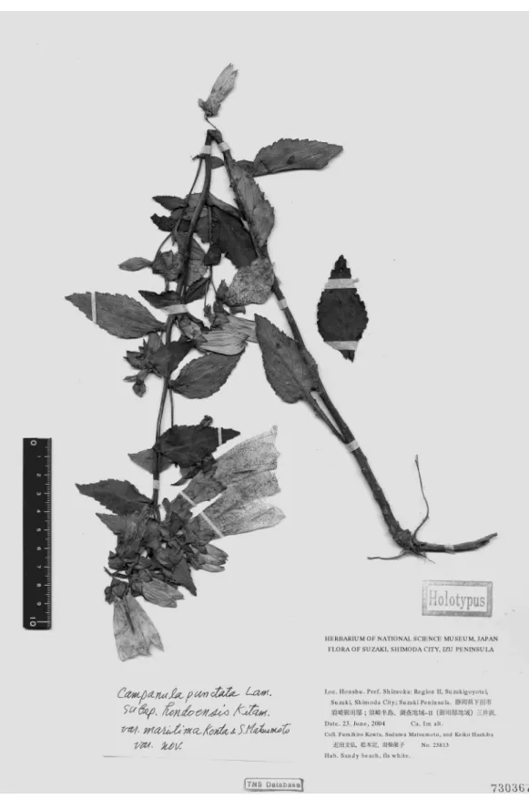 Fig. 6. Holotype of Campanula puctata subsp. hondoensis var. maritima.