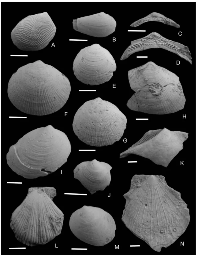 Fig.  2.  Bivalve fossils from the Kitakanegasawa Formation (1). A,  Acila (Truncacila)  nakazimai Otuka, NMNS PM  65008, left valve, Loc