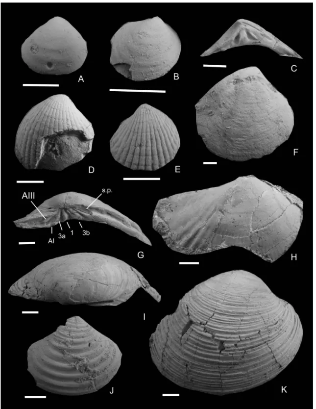 Fig.  3.  Bivalve fossils from the Kitakanegasaki Formation (2). A, Astarte hakodatensis Yokoyama, NMNS PM 65015,  left valve, Loc