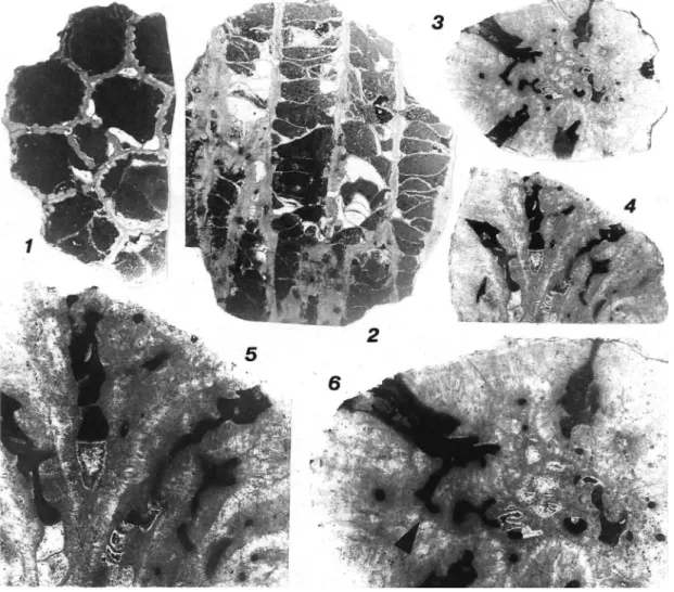 Fig. 5.  1, 2, Michelinia sp. indet., specimen S9, thin sections. 1, transverse sections of corallites, ×5