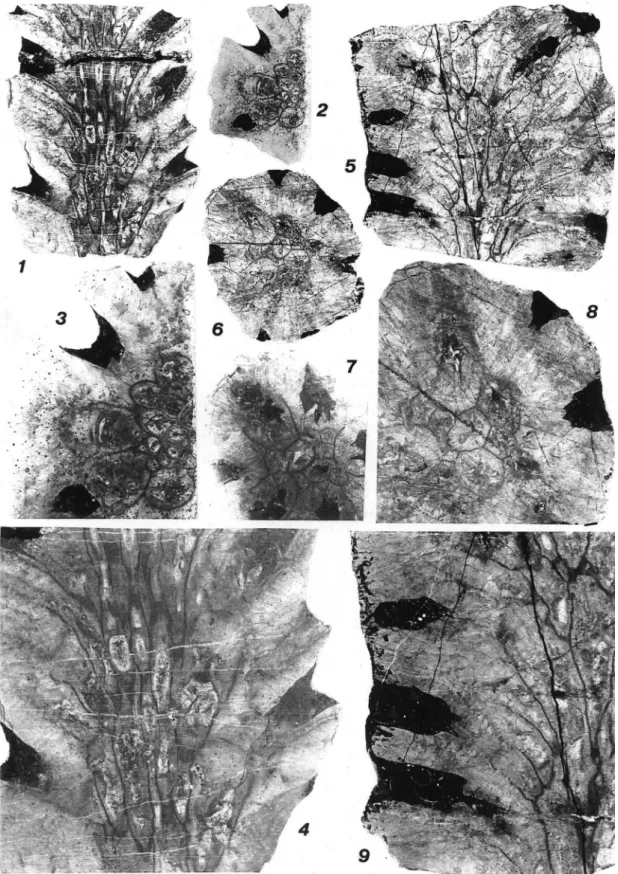 Fig. 6.  1–4, Gertholites? diversaporus (Flügel, 1972), specimen S66, thin sections. 1, longitudinal section of branch, 