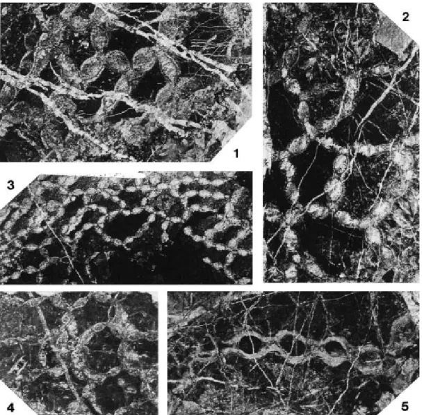Fig. 2.  1, 2,  Halysites catenularius (Linnaeus, 1767), thin transverse sections of corallites