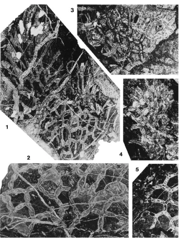 Fig. 3.  1, 2, 5, Schedohalysites kitakamiensis (Sugiyama, 1940), thin sections. 1, 2, NMNS PA18328; 1, oblique  sections of branches, note branching, ×2; 2, transverse sections of corallites, ×5