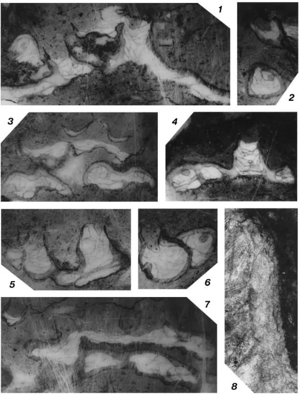 Fig. 5. Aulostegites? sp. indet., NSM PA16380, thin sections. 1,  3–7, transverse sections of corallum,   10