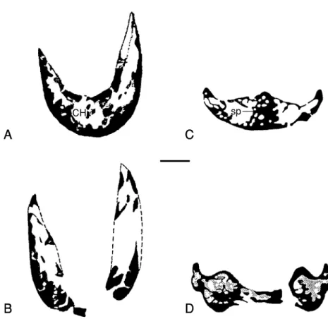 Fig. 4. Comparison CT scans of the corresponding positions of the lower jaws of Nemegtia (GIN100/2112) and Caenagnathus