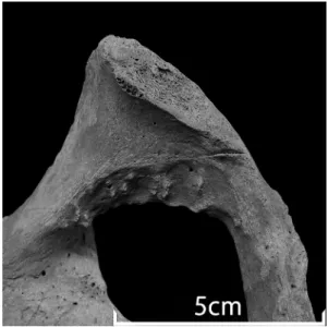 Fig. 4.  Photograph of the cut mark at the inferior  margin of the pubic symphysis in the left  innominate bone.