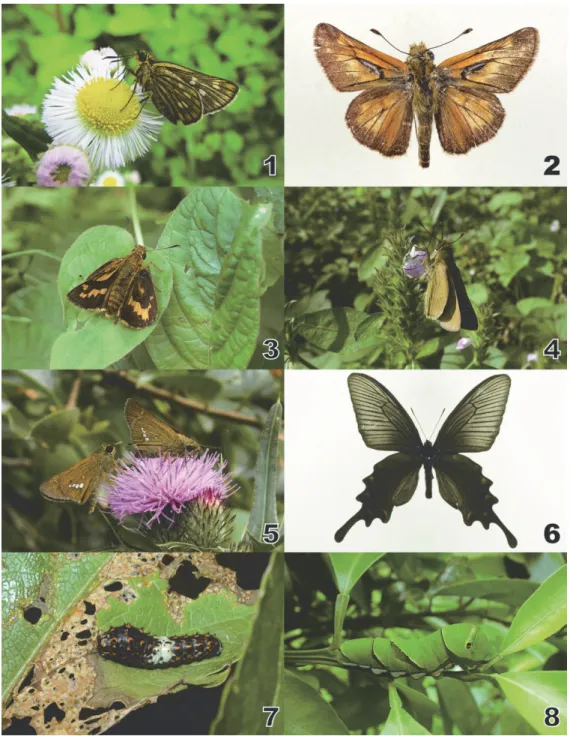図 1 – 8 ． 1 ， コ チ ャ バ ネ セ セ リ ♀ （ 吹 上 御 苑 , 8.V.2012 ）； 2 ， ア カ セ セ リ ♂ （ 吹 上 御 苑 ,  17.VIII.2010 ）； 3 ，キマダラセセリ♀（生物学研究所 , 22.VI.2010 ）； 4 ，チャバネセセリ♀