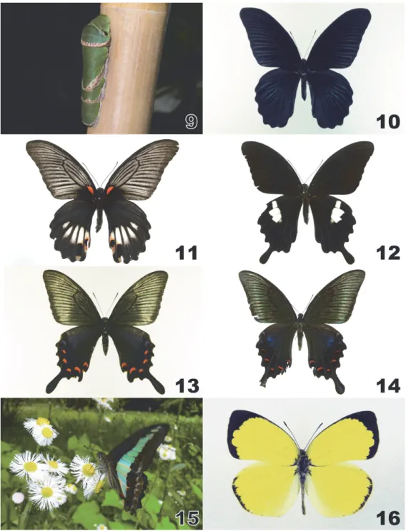 図 9 – 16 ． 9 ，クロアゲハ終齢幼虫（吹上御苑 , 4.VIII.2009 ）； 10 ，ナガサキアゲハ ♂ （吹上御苑 ,  19.VIII.2010 ）； 11 ，ナガサキアゲハ ♀ （吹上御苑 , 26.VII.2011 ）； 12 ，モンキアゲハ ♂ （吹 上御苑 , 16.VII.2009 ） ； 13 ，カラスアゲハ ♀ （吹上御苑 , 31.V.2011 ） ； 14 ，ミヤマカラスアゲ ハ ♀ （吹上御苑 , 17.VIII.2010 ） ； 15 ，アオスジアゲハ♀（吹上御苑 ,