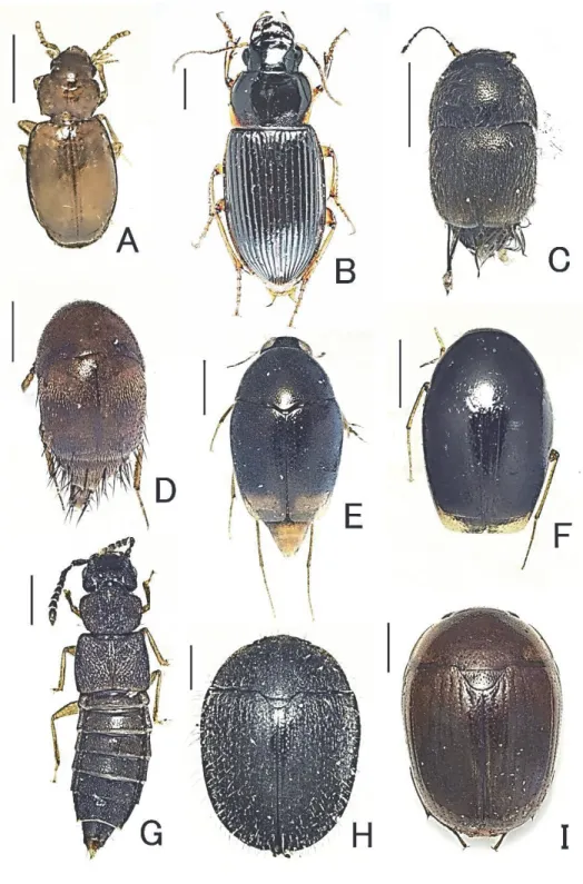 図 3 ．インベントリー調査によって皇居から初めて確認された甲虫１． A ．チビミズギワゴミムシ；