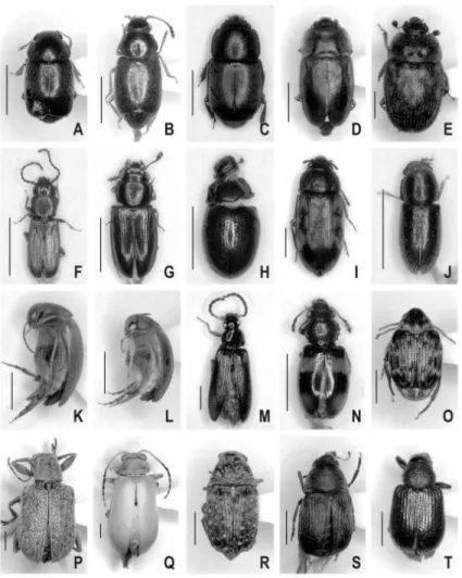 図 4.  皇居から新たに記録された甲虫 2. A. Heterhelus morio (Reitter)  クロチビハナケシキスイ; 